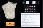 Foto (Objekt + Etikett) von Mesoparapylocheles sp.  (NHMW-GEO-2017-0093-0015)